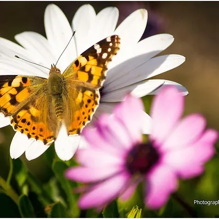 Traditional Fishing Village Boukaris